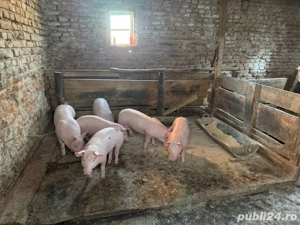 Vand purcei Pietran Belgian - imagine 4