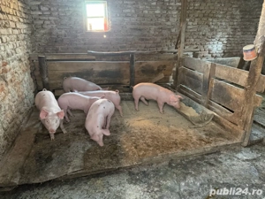 Vand purcei Pietran Belgian - imagine 3