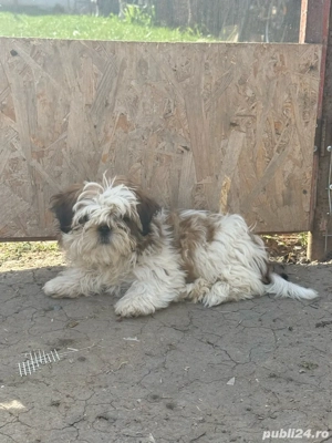 Catei Shitzu  - imagine 2