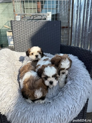 Catei Shitzu  - imagine 3