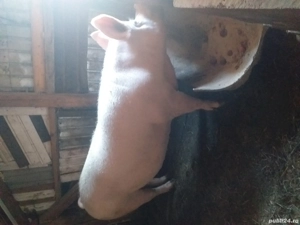 Scroafă de vânzare 