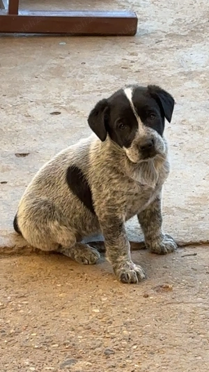 Brac german pt adopție (fetiță)