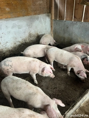 vand soldani 55 80 kg - imagine 3