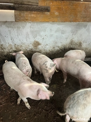 vand soldani 55 80 kg - imagine 4