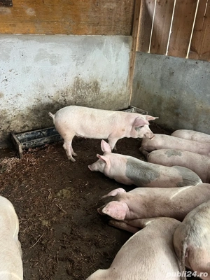 vand soldani 55 80 kg - imagine 2