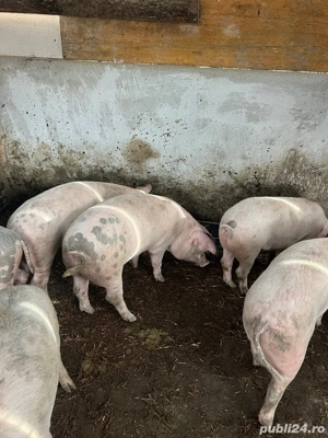 vand soldani 55 80 kg - imagine 5