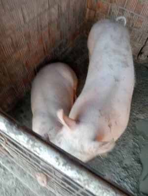 Vând porci - imagine 2