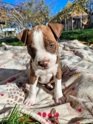 American bully ABKC  - imagine 5