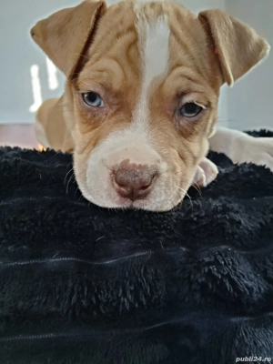 American bully ABKC  - imagine 3