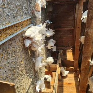 Vand  porumbei voiajori si curcanasi - imagine 2