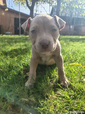 American bully ABKC 