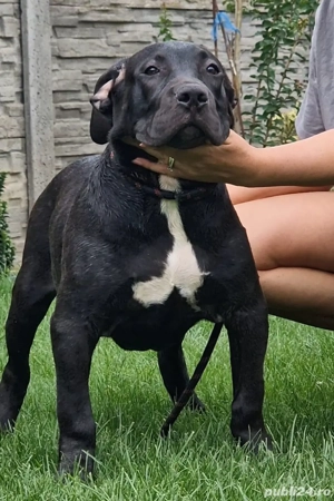 American Bully XXL - Linie de top - ABKC - imagine 2