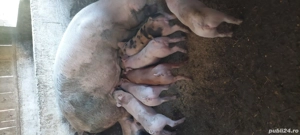 Purcei de 8saptamani  - imagine 4