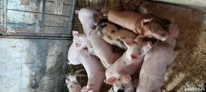 Purcei de 8saptamani  - imagine 3