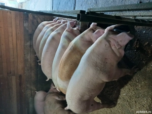 vand porci și purcei - imagine 2