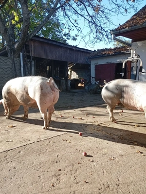 Porci rasa pietran - imagine 2