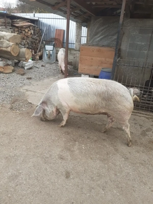 Vând scrofiță pietran pentru taiat
