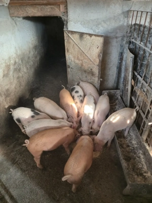 Vand purcei frumosi de 10 saptamani