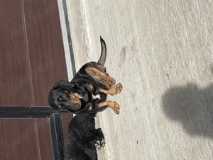 Teckel de Vânzare Femelă  - imagine 3