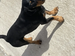 Teckel de Vânzare Femelă  - imagine 4