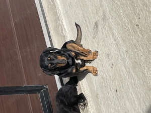 Teckel de Vânzare Femelă  - imagine 2