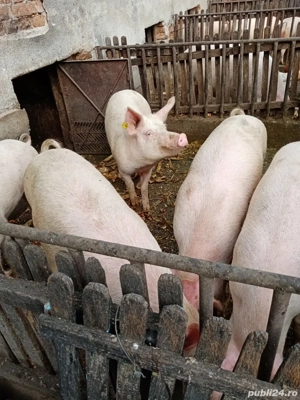 Porci de vânzare 