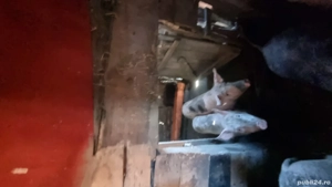 vand 4 scroafe - imagine 3