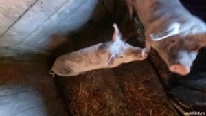 vand 4 scroafe - imagine 5