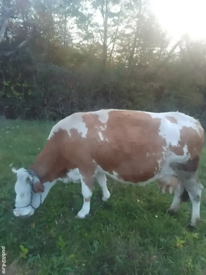 vand vaca baltata cu vitel