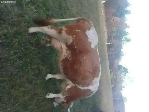 vand vaca baltata cu vitel - imagine 2