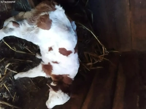 vand vaca baltata cu vitel - imagine 3