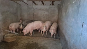 Vand porci de rasa 110-140kg - imagine 5