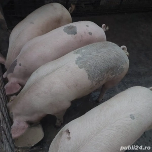 Porci de carne - imagine 3