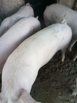 Porci marele alb si landras