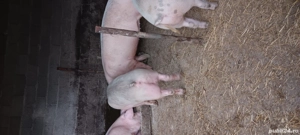 porci de 90kg 140kg  - imagine 3