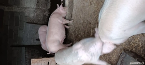 porci de tăiat  - imagine 4