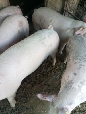 Porci marele alb si landras - imagine 3