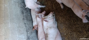 porci de 90kg 140kg  - imagine 2