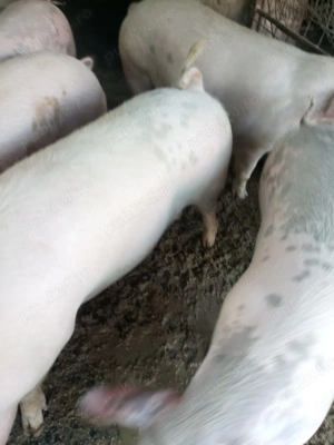 Porci marele alb si landras - imagine 2