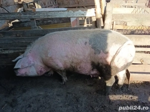 vand scroafa,  10 lei kg