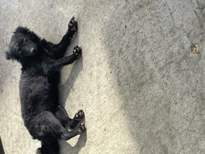 Femela de întors oile din părinți foarte buni 