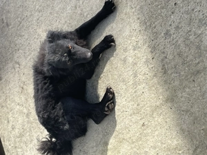 Femela de întors oile din părinți foarte buni  - imagine 2