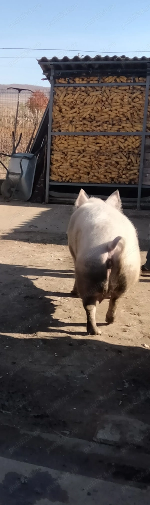 Porc pentru sacrificiu 