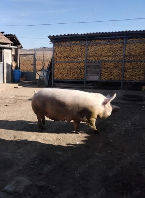 Porc pentru sacrificiu  - imagine 2