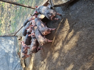 Porci pietrain din exemplare foarte bune castrati si vacinati!!!