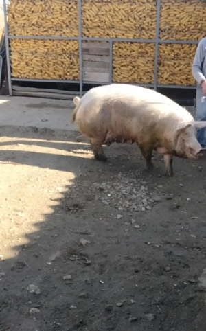 Porc pentru sacrificiu  - imagine 3