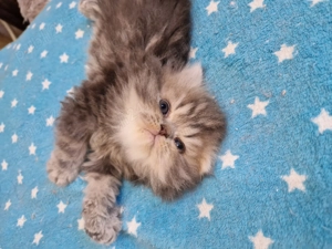 Pui de pisica persana