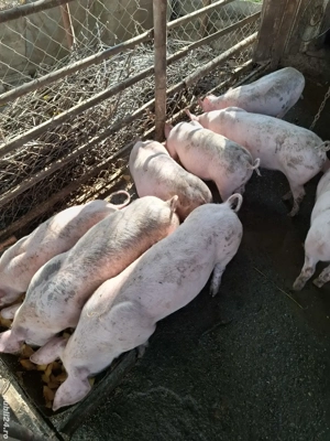 Vând purcei - imagine 3