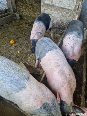 Vând porci - imagine 4