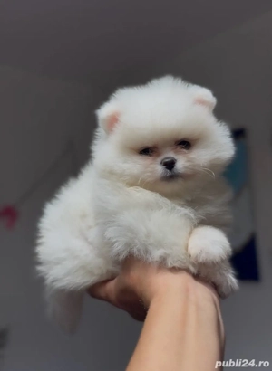 pomeranian boo,superb